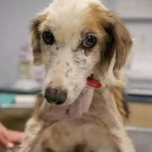 Tiny Stray Dog Fought