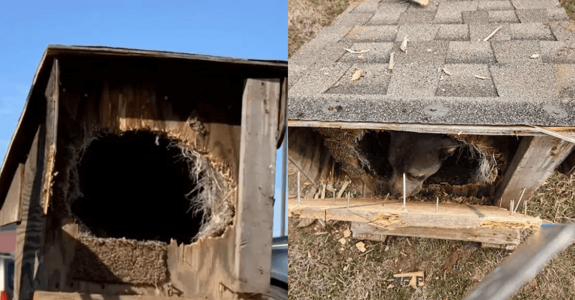 Sealed Inside a Wooden Box